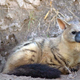 Illustration for article titled Wednesday Hyena - Proteles cristata Edition